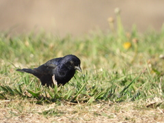 Molothrus bonariensis