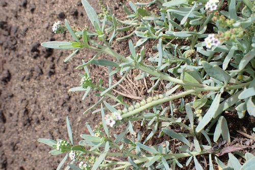 Heliotropium curassavicum image