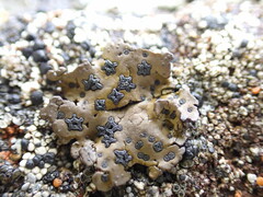 Umbilicaria