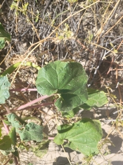 Proboscidea louisianica