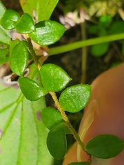 Gaultheria hispidula