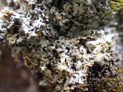 Physconia americana