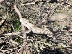 Bradypodion occidentale