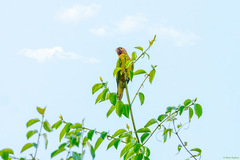 Eupsittula pertinax chrysophrys