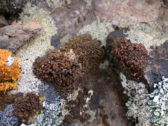 Endocarpon pulvinatum