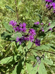 Vernonia