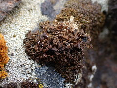 Endocarpon pulvinatum