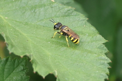 Ectemnius cephalotes