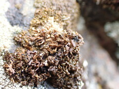 Endocarpon pulvinatum