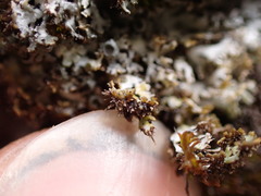 Physconia americana