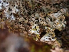 Physconia americana