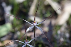 Caladenia fluvialis