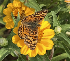 Phyciodes mylitta