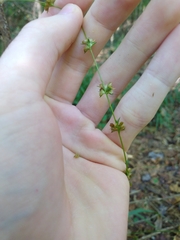 Chasmanthium sessiliflorum