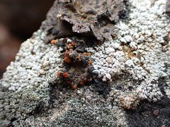Umbilicaria