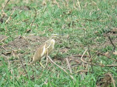 Ardeola ralloides