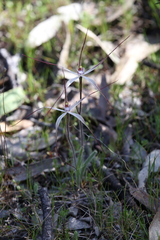 Caladenia fluvialis