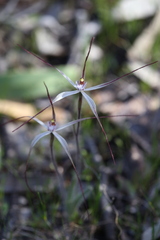 Caladenia fluvialis