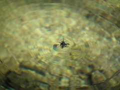 Poecilocoris lewisi