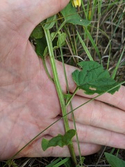 Physalis longifolia subglabrata