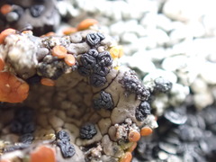 Umbilicaria