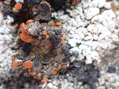 Umbilicaria