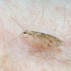 Hemerobius humulinus