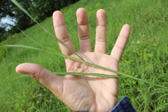 Dichanthium aristatum