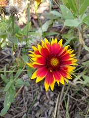 Gaillardia