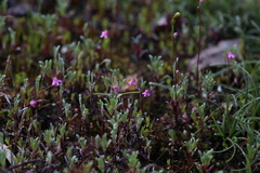 Utricularia tenella