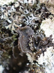 Leptochidium albociliatum