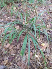 Chasmanthium sessiliflorum