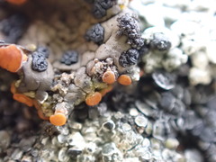 Erichansenia epithallina
