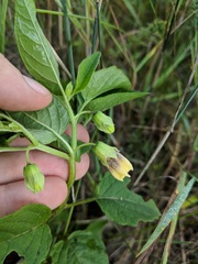 Physalis longifolia subglabrata