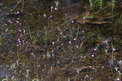 Utricularia tenella
