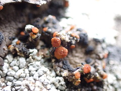 Erichansenia epithallina