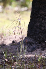 Caladenia fluvialis