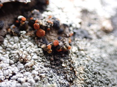 Erichansenia epithallina