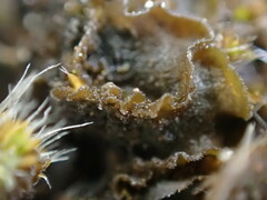 Leptochidium albociliatum