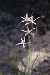 Caladenia fluvialis
