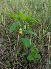 Physalis longifolia subglabrata