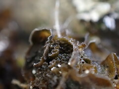 Leptochidium albociliatum