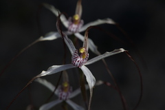 Caladenia fluvialis