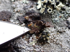 Umbilicaria