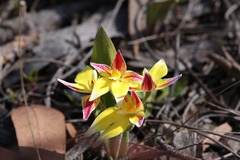 Caladenia flava