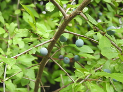 Prunus spinosa