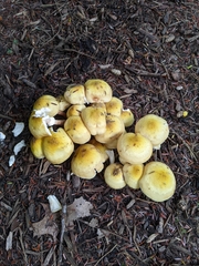 Armillaria mellea