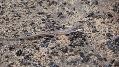 Chioninia spinalis salensis