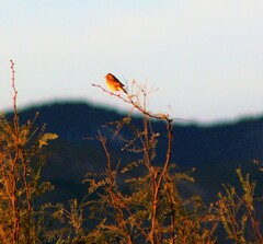 Spizella passerina