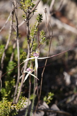 Caladenia fluvialis